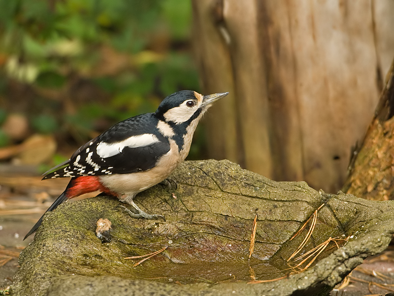 Dendrocopos major Grote Bonte Specht Great Spotted Woodpecker